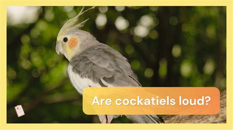 are cockatiels loud